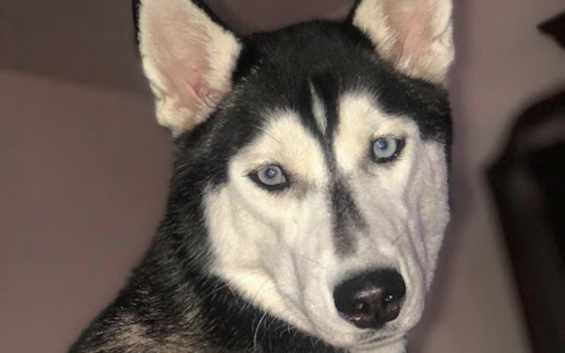 alpha pet care & grooming