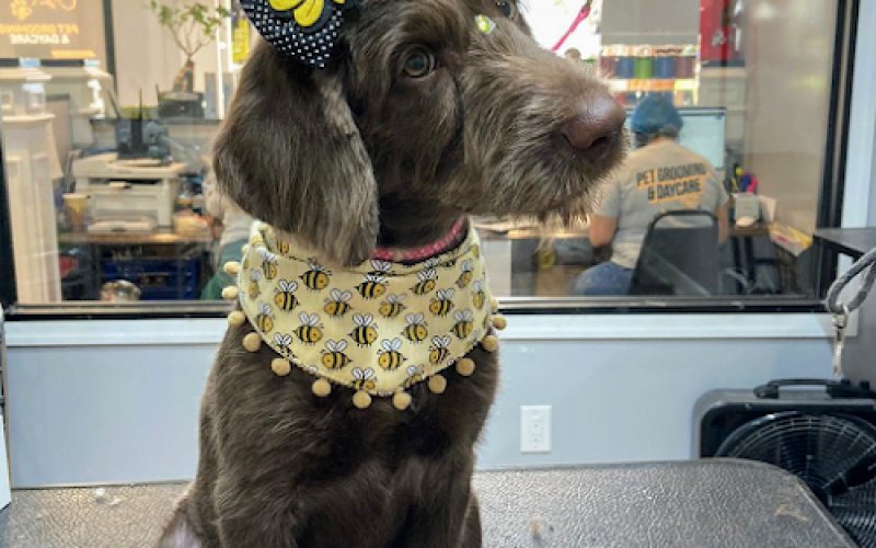 City Paws Pet Grooming