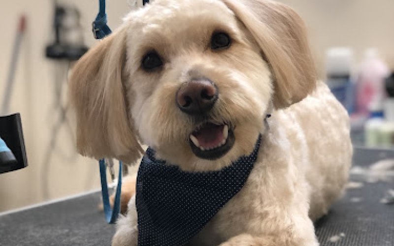 Elizabeth Pet Grooming