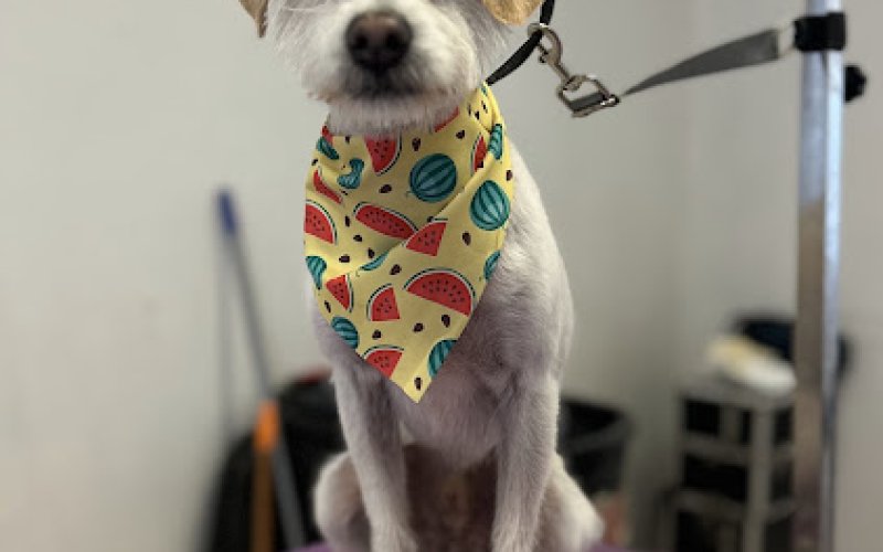 HAPPY DOGS GROOMING