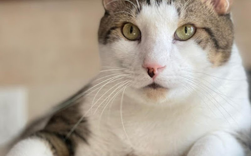 PetLover PetCare LLC