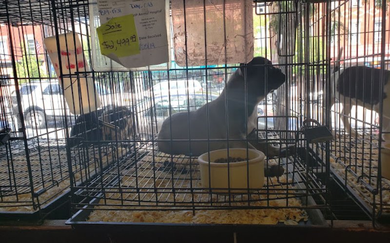 Whiteway Pet Shop