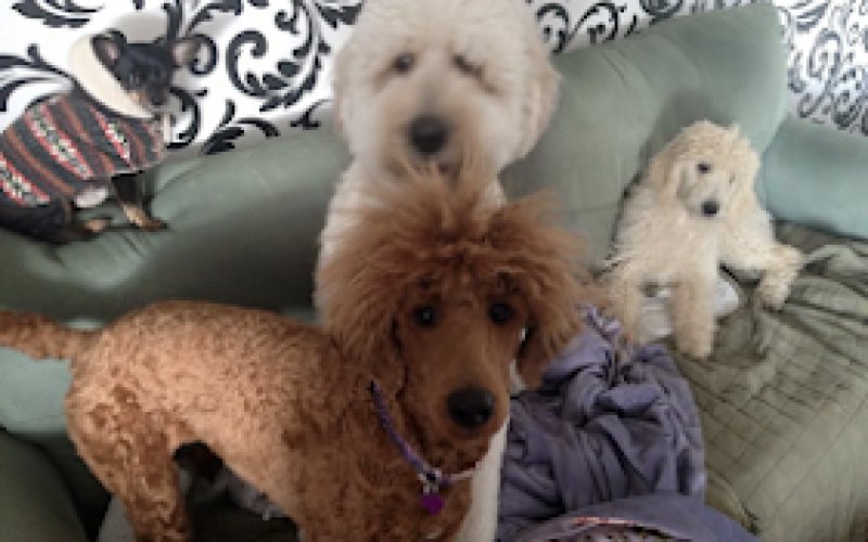 Elk Grove Critter Sitter