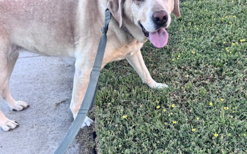 Elk Grove Pet Care