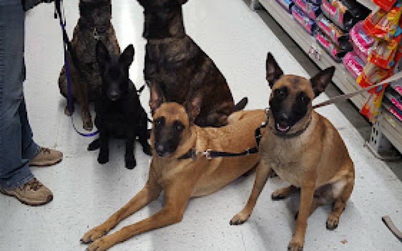 Pet Club Elk Grove
