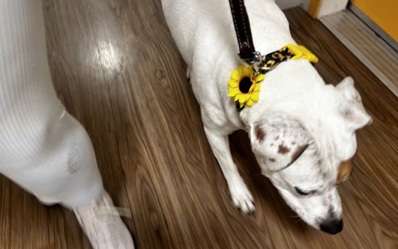 Petlove Veterinary Hospital