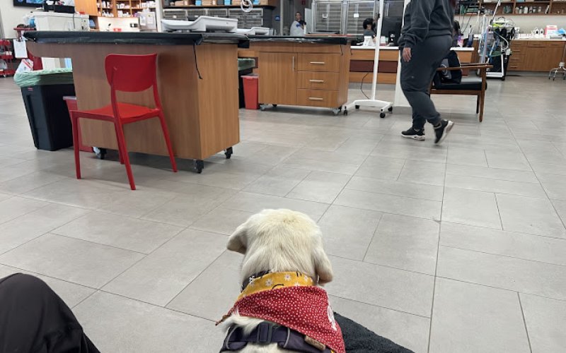 VEG ER for Pets