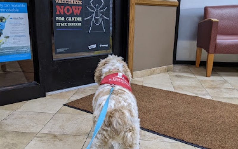 Animal Ark Pet Hospital