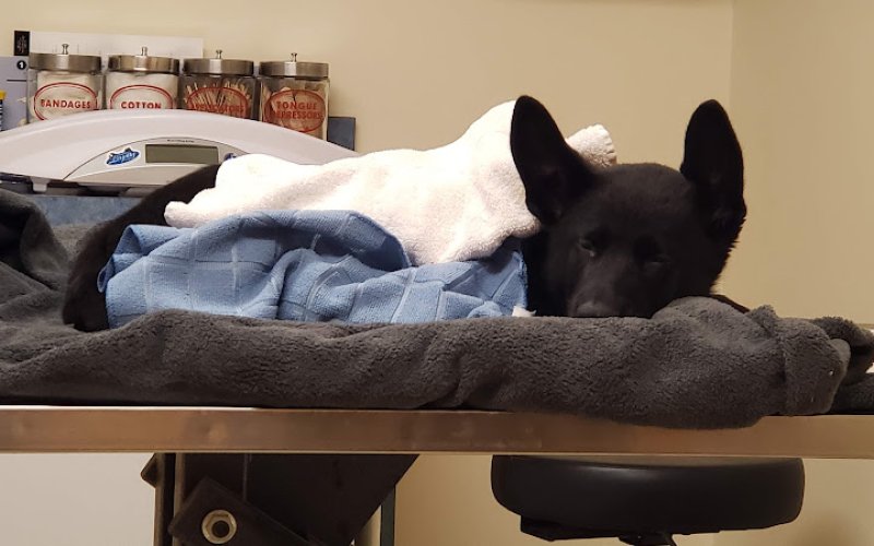 Erie Animal Hospital