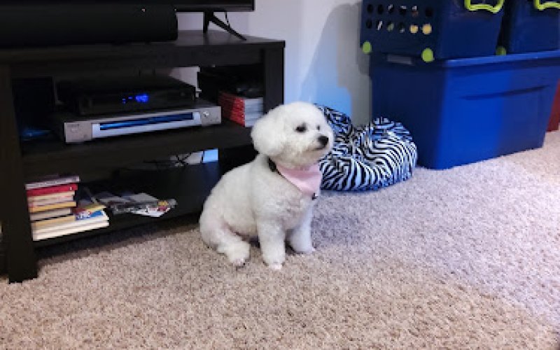 Erie Humane Society Pet Wellness Clinic