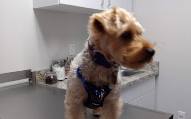 Glenwood Pet Hospital