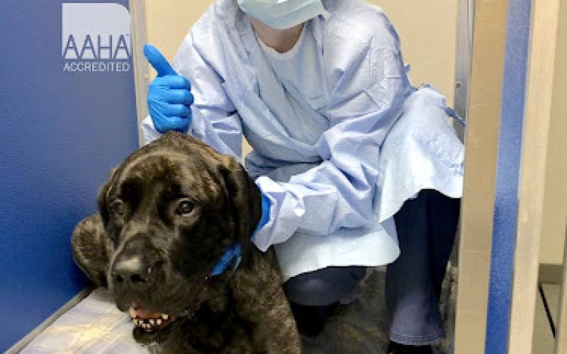Millcreek Animal Hospital