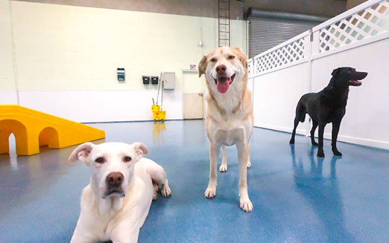 24 Hour Dog Daycare