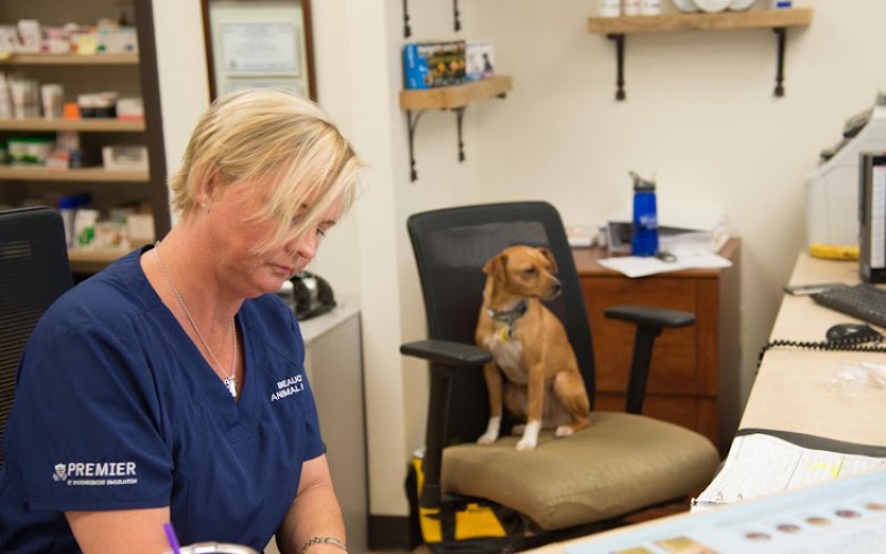 Escondido Veterinary Emergency