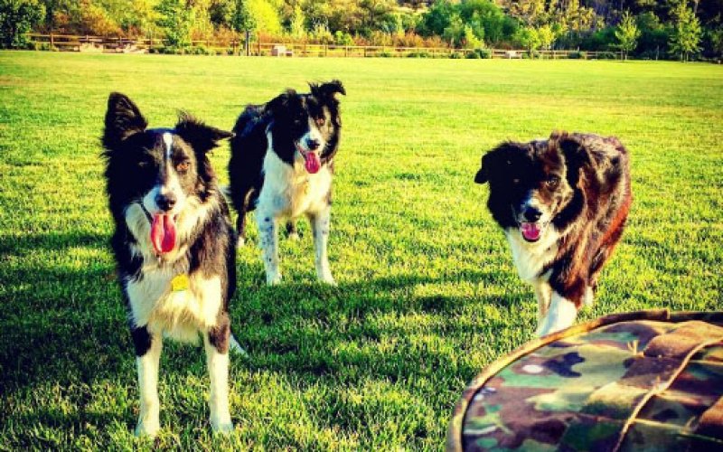 Mohnacky Animal Hospitals of Escondido