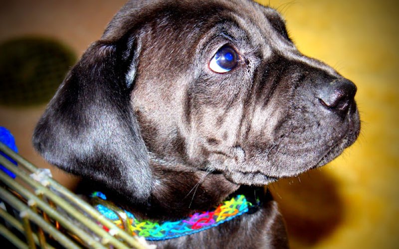 VCA Acacia Animal Hospital and Pet Resort