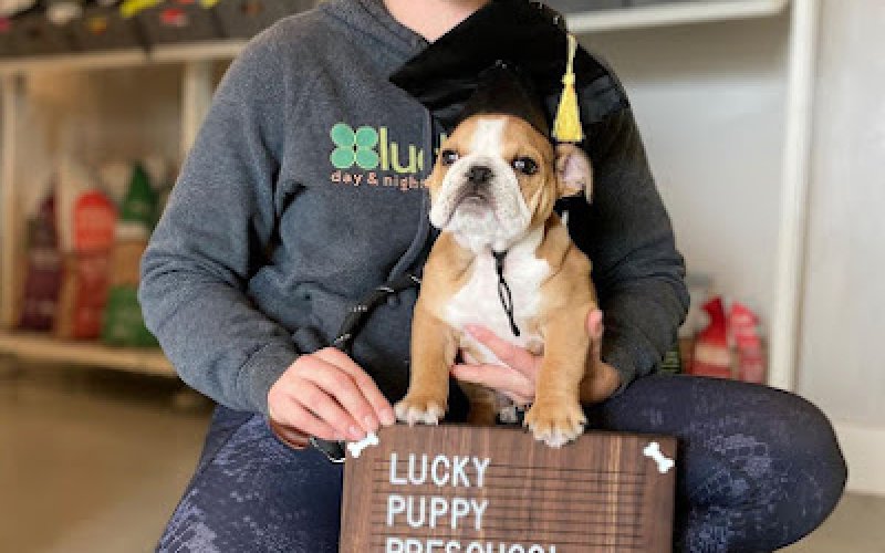 Luckydog Day & Night Care