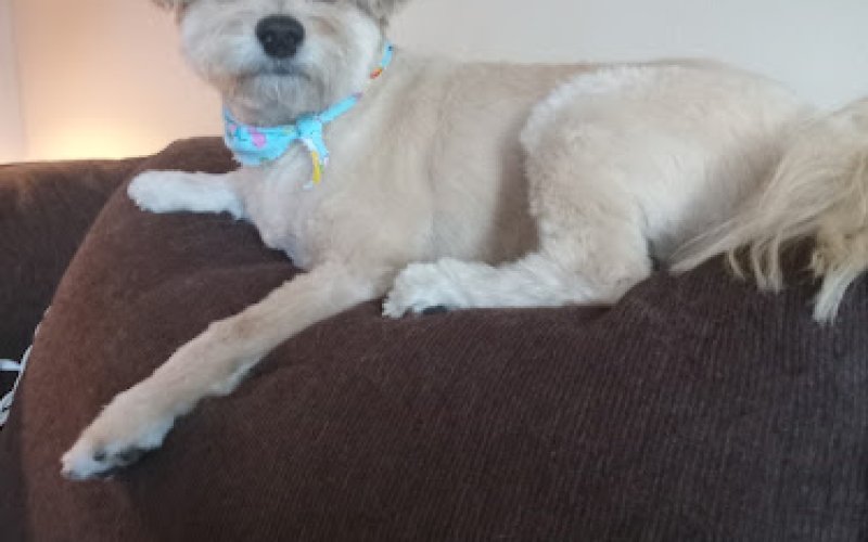 Barks Spa & Style
