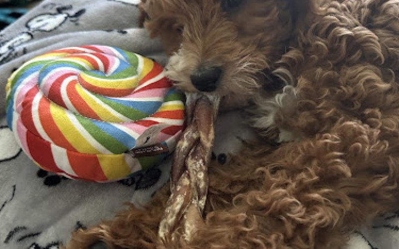 Give a Dog a Bone