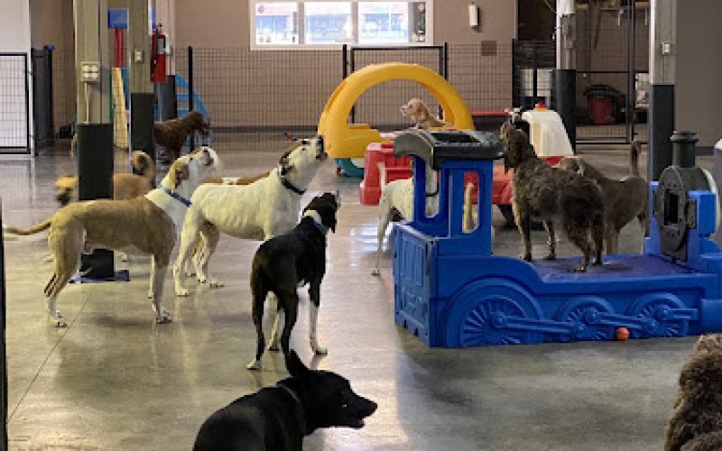 Opie's Doggie Playcare and Salon