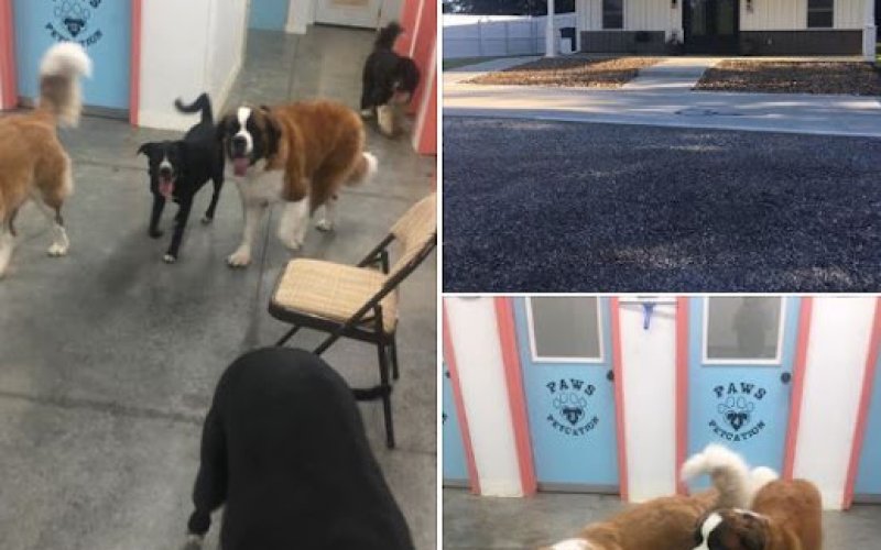 Paws Petcation LLC