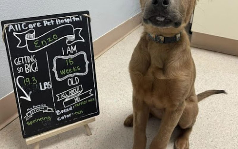 All Care Pet Hospital