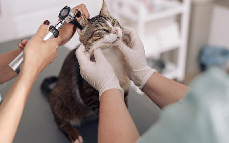 Banfield Pet Hospital