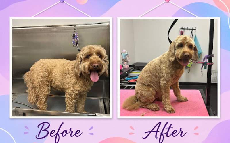 TAILored Pet Services LLC and Four-Legged Fun Zone