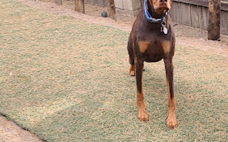 Cal West Pet Hospital