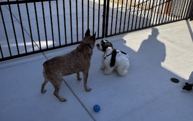 Furfield Pet Place