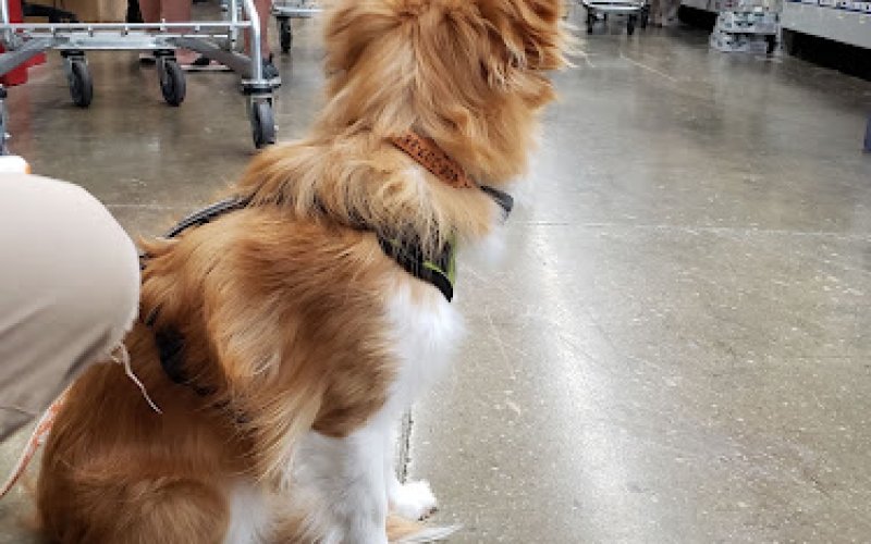 Pet Club Fairfield