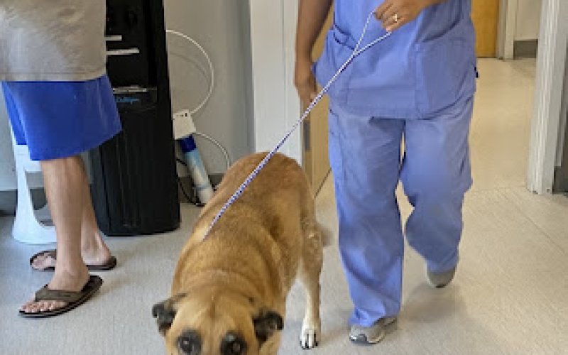 Solano-Napa Pet ER Clinic