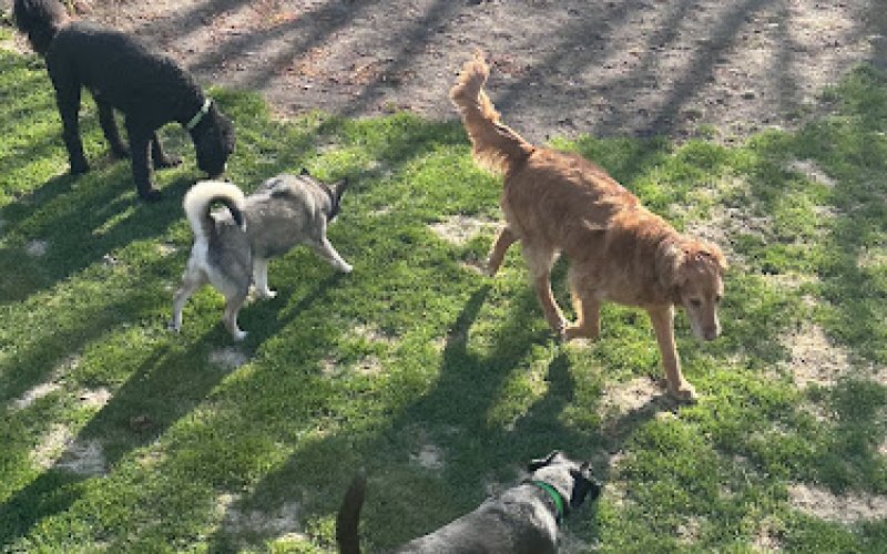 Happy At Home Pet Sitting