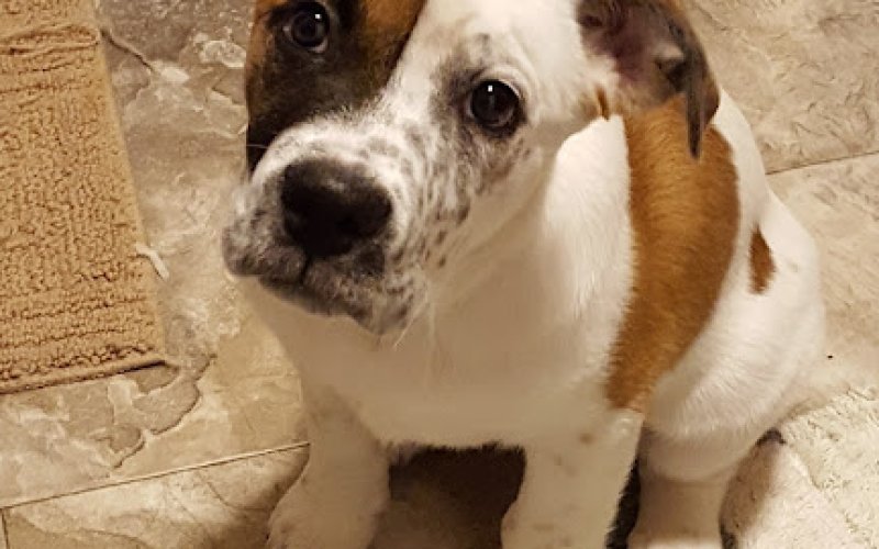 Pioneer Pet Services