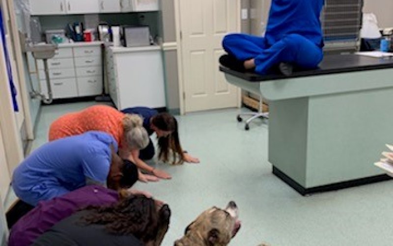 Academy Pet Hospital