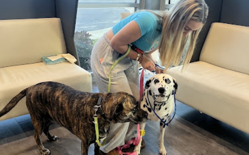 Points East Veterinary Emergency Hospital of Fayetteville