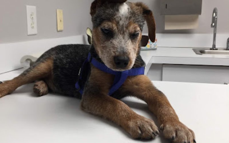 Riverbark Veterinary Hospital