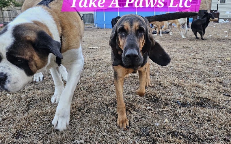 Take A Paws L.l.c