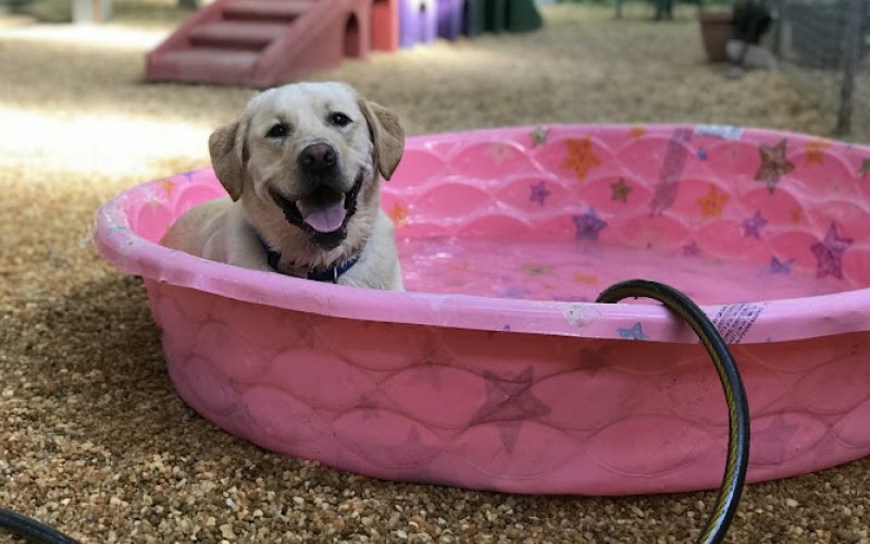 The Fayetteville Pet Resort