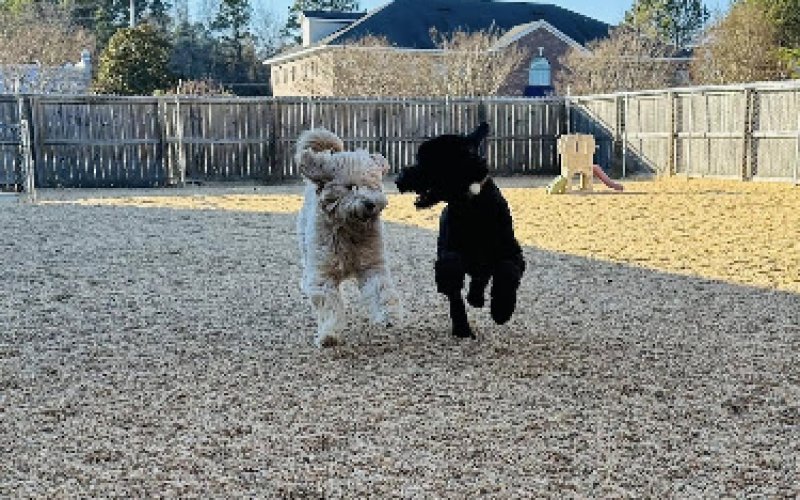 Urban Dog Petcare