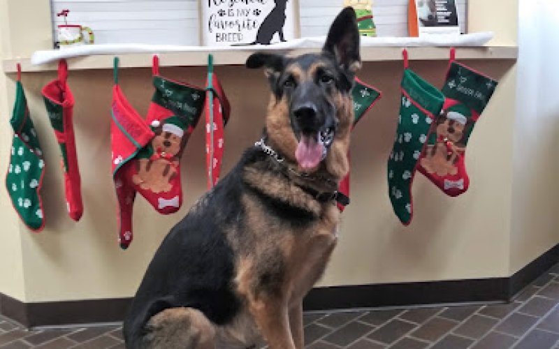 All About Animals Rescue