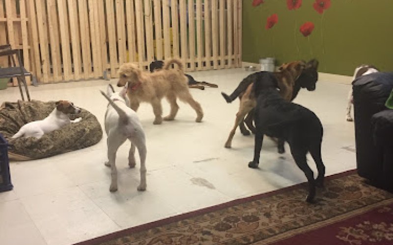 The Furlough Dog Daycare and Pet Resort