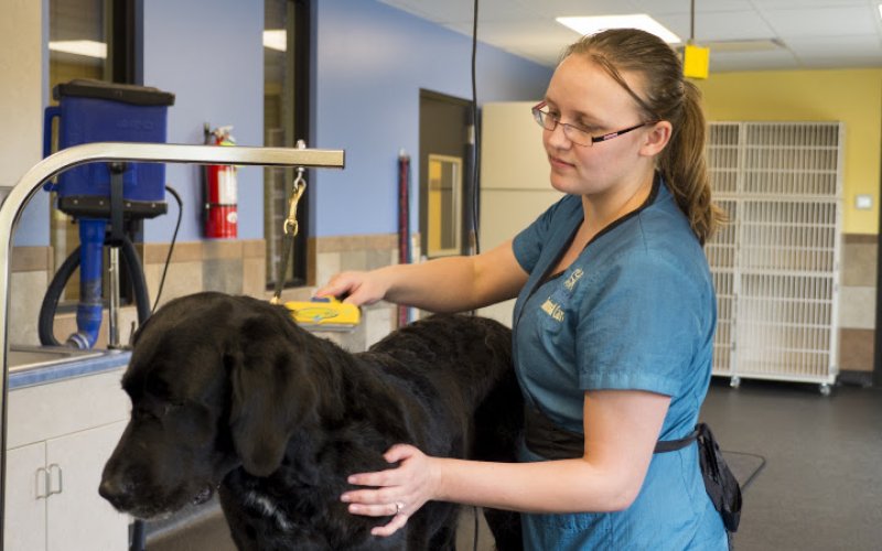 Advanced Animal Care of Colorado — Veterinarian in Fort Collins