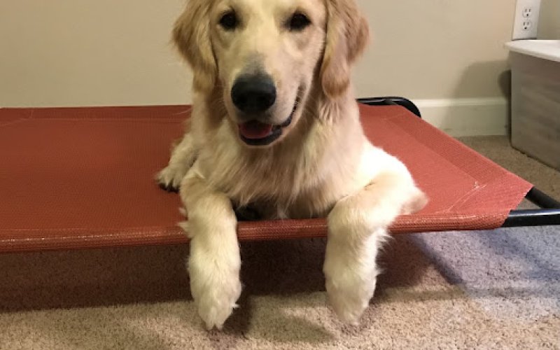 Animal Friends Alliance — Veterinarian in Fort Collins