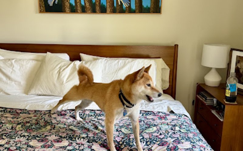Chewy Vet Care Fort Collins — Veterinarian in Fort Collins