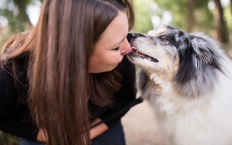 City Park Animal Clinic — Veterinarian in Fort Collins