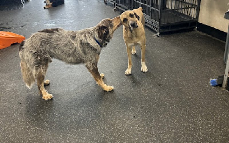 Dogtopia of Fort Collins — Kennel in Fort Collins