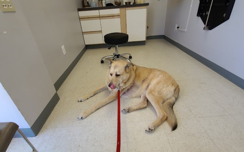 Family and Friends Veterinary Care — Veterinarian in Fort Collins