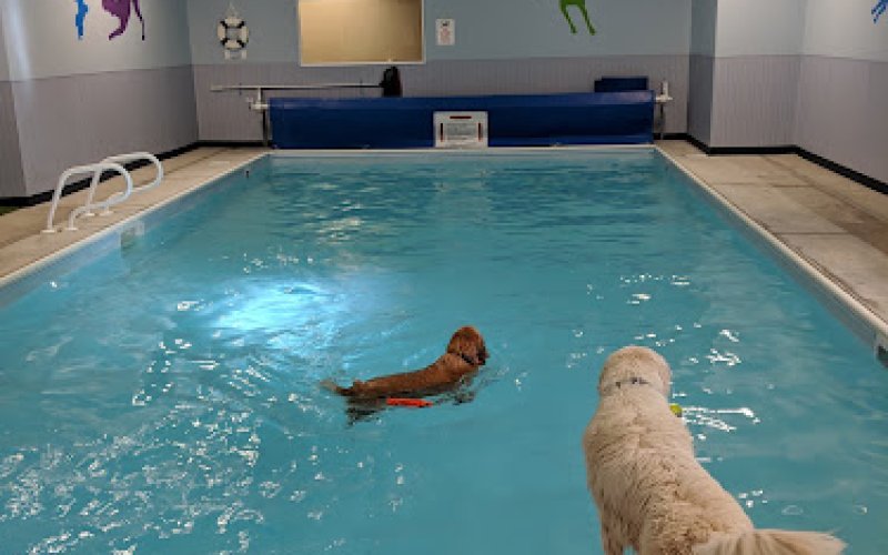 Four Paws Pet Hotel and Resort — Pet boarding service in Fort Collins