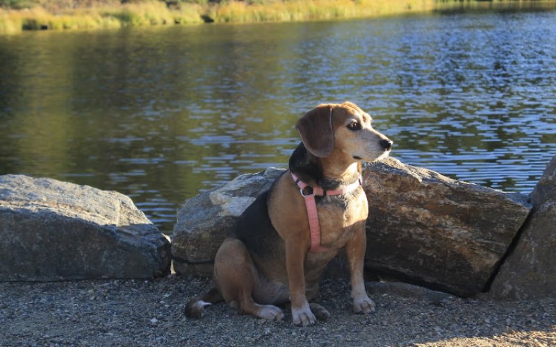 Home To Heaven — Veterinarian in Fort Collins